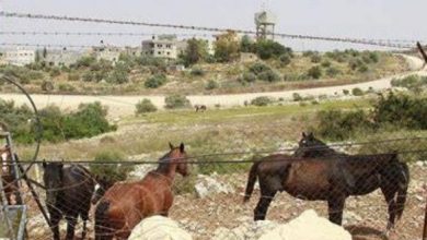 الاحتلال يشرع بهدم اسطبل للخيول في الرام