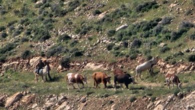 مستوطنون يطلقون أبقارهم بحي الدوير في مخماس