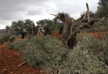 الاحتلال يجبر مواطنا على اقتلاع أشجار من أرضه في المسعودية شمال غرب نابلس