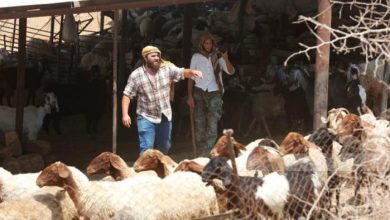 مستوطنون يسرقون 150 رأس غنم في المغير شرق رام الله