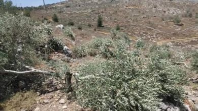 مستوطنون يقتلعون أشجار زيتون غرب سلفيت