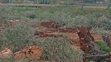 الاحتلال يقتلع مئات أشجار الزيتون شمال سلفيت