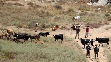 مستوطنون يهاجمون رعاة أغنام شرق بيت لحم