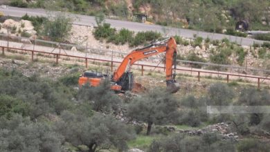 مستوطنون يقتلعون أشجار زيتون في ترمسعيا شمال رام اللـه