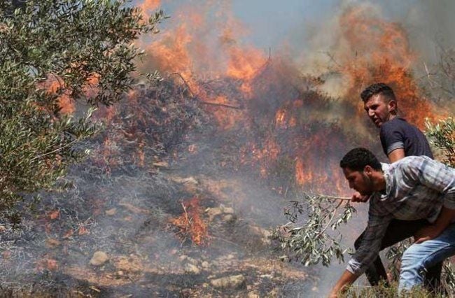 مستوطنون يضرمون النيران في أراضي بيتا جنوب نابلس