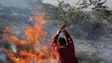 مستوطنون يشعلون النار بمحاصيل القمح في بلدة إذنا غرب الخليل