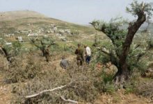 مستوطنون يتلفون أشجار زيتون شرق رام الله