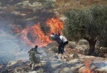 مستوطنون يهاجمون منازل ويحرقون أراضي زراعية في مادما جنوب نابلس