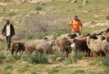 مستوطنون يسرقون عشرات الأغنام من مواطنين في بيت إكسا شمال غرب القدس