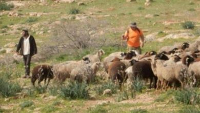 مستوطنون يسرقون عشرات الأغنام من مواطنين في بيت إكسا شمال غرب القدس