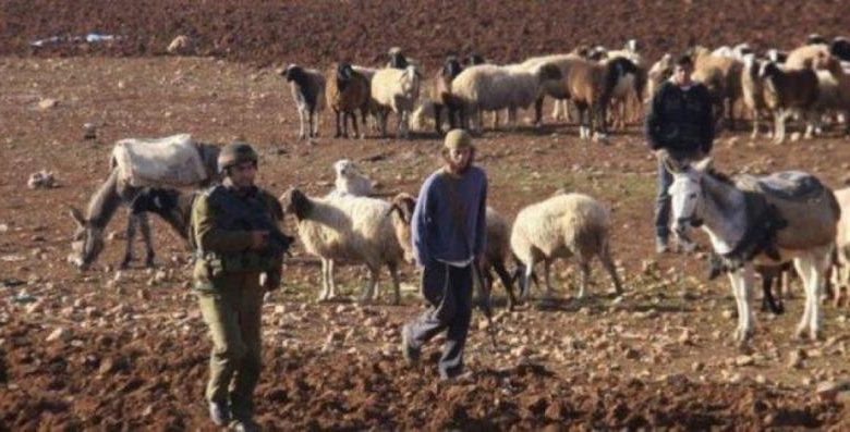 مستوطنون يرعون أغنامهم في أرض زراعية بقرية المغير شرق رام الله