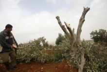 مستوطنون يقطعون أكثر من 20 شجرة حمضيات في وادي قانا