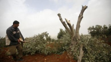 مستوطنون يقطعون أكثر من 20 شجرة حمضيات في وادي قانا