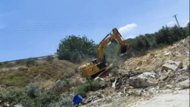 الاحتلال يقتلع عشرات أشجار الزيتون من أراضي مادما بنابلس