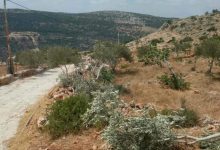 سلفيت: مستوطنون يكسرون أشجار زيتون غرب كفر الديك