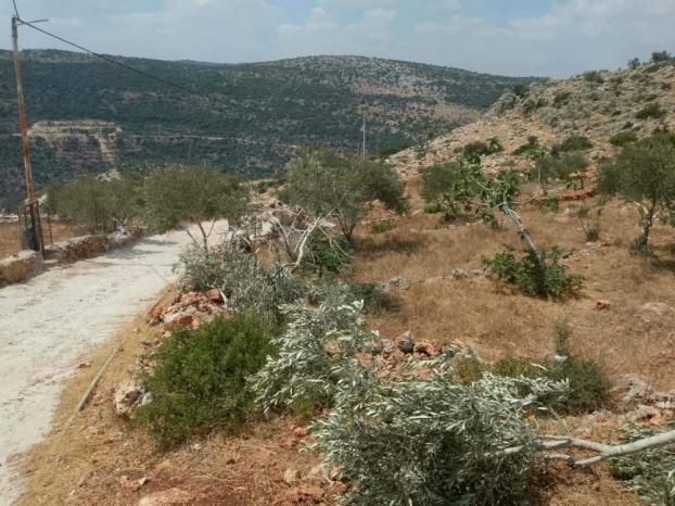 سلفيت: مستوطنون يكسرون أشجار زيتون غرب كفر الديك سلفيت: مستوطنون يكسرون أشجار زيتون غرب كفر الديك