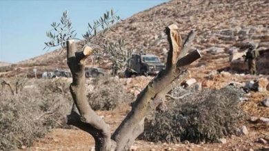 طوباس: الاحتلال يقتلع مئات الأشجار ويدمر خطوط مياه في عاطوف وسهل البقيعة