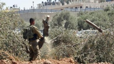الاحتلال يجرف أراضي زراعية ويقتلع أشجار زيتون في زبوبا غرب جنين