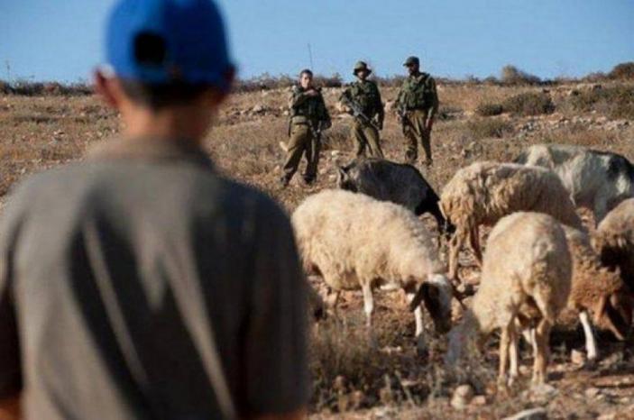 الاحتلال يهاجم رعاة الأغنام في كيسان شرق بيت لحم الاحتلال يهاجم رعاة الأغنام في كيسان شرق بيت لحم