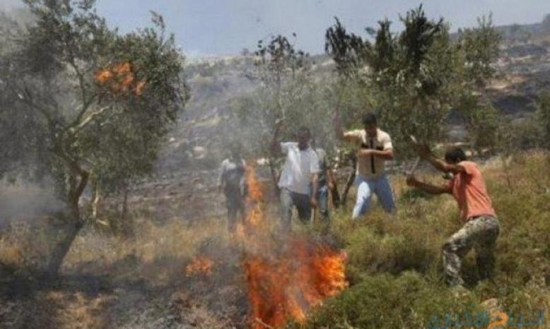 مستوطنون يحرقون أراضي زراعية في جالود جنوب نابلس مستوطنون يحرقون أراضي زراعية في جالود جنوب نابلس