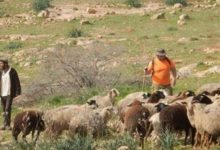 مستوطنون يرعون أغنامهم في أراضي المنية ببيت لحم