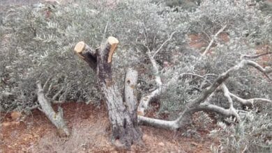 مستوطنون يقتلعون أشجار زيتون معمرة من دوما جنوب نابلس