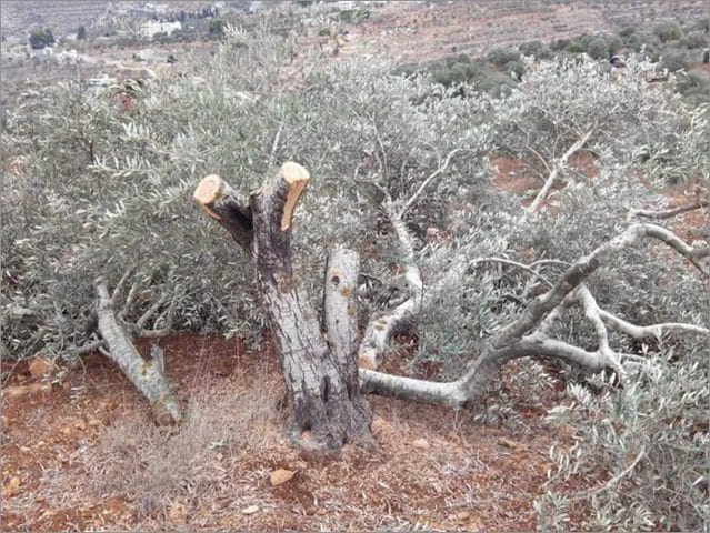 مستوطنون يقتلعون أشجار زيتون معمرة من دوما جنوب نابلس
