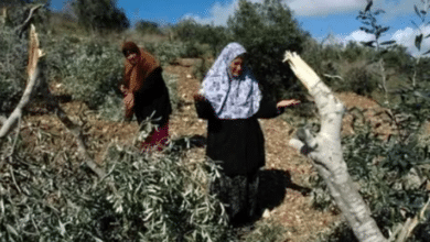 مستوطنون يعتدون على المواطنين وأشجار الزيتون في عرابة جنوب جنين
