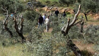الاحتلال يقتلع عشرات أشجار الزيتون بين بلدتي عرابة ويعبد