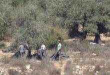 مستوطنون يسرقون ثمار الزيتون من أراضي فقوعة شمال شرق جنين