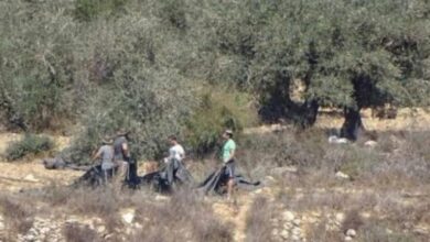 مستوطنون يسرقون ثمار الزيتون من أراضي فقوعة شمال شرق جنين