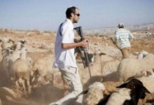 مستوطنون يسرقون 300 رأس غنم وحصانا في دير دبوان شرق رام الله
