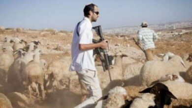 مستوطنون يسرقون 300 رأس غنم وحصانا في دير دبوان شرق رام الله
