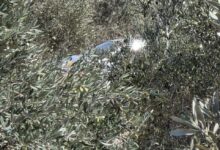 مستوطنون يسرقون أكياس زيتون ومعدات لقطفه في خربة المكحل قرب يعبد