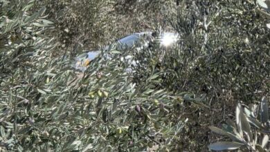 مستوطنون يسرقون أكياس زيتون ومعدات لقطفه في خربة المكحل قرب يعبد
