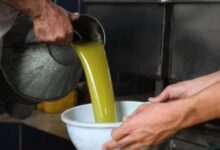 المفتي العام يدعو إلى إخراج زكاة الزيت والزيتون