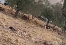 الاحتلال يطرد مزارعين من أراضيهم في بيت فوريك شرق نابلس