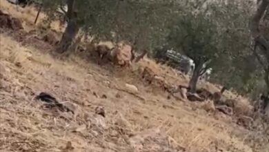 الاحتلال يطرد مزارعين من أراضيهم في بيت فوريك شرق نابلس