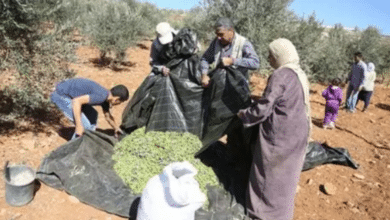 مستوطنون يطاردون المزارعين ويمنعونهم من قطف ثمار الزيتون في بلدة إذنا بالخليل