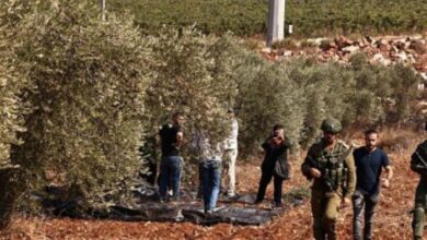 الاحتلال يجبر المزارعين على مغادرة أراضيهم في دير أبو ضعيف شرق جنين