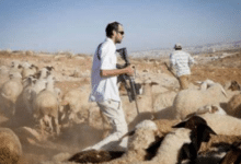 مستوطنون يطاردون رعاة الماشية في الأغوار الشمالية