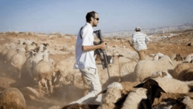 مستوطنون يطاردون رعاة الماشية في الأغوار الشمالية