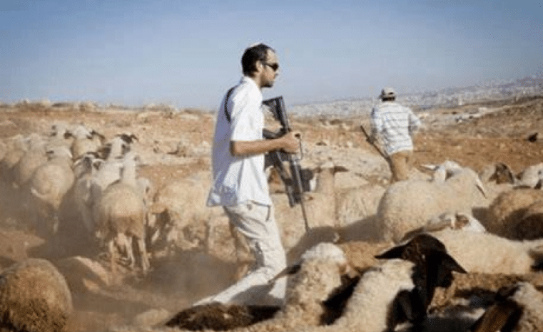 مستوطنون يطاردون رعاة الماشية في الأغوار الشمالية