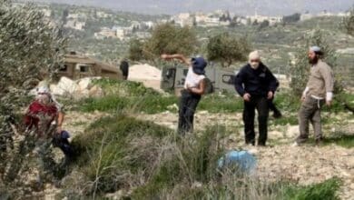 مستوطنون يسرقون ثمار الزيتون ببلدة الخضر