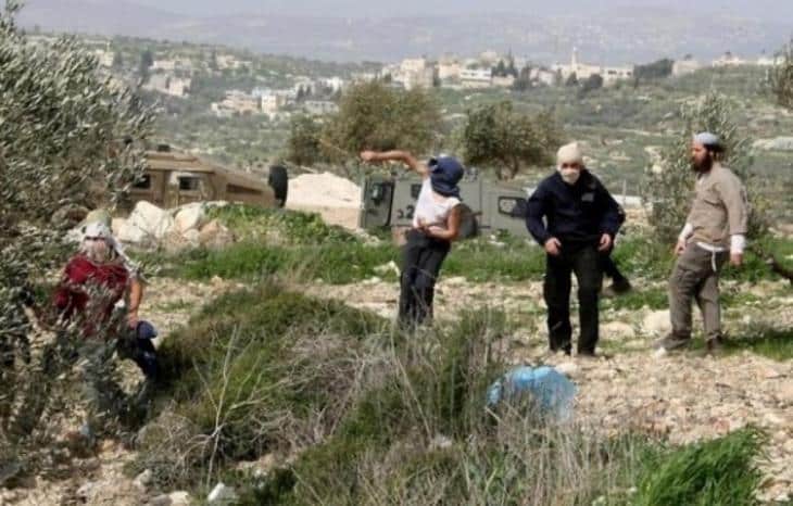 مستوطنون يسرقون ثمار الزيتون ببلدة الخضر