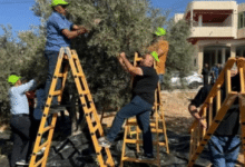 الحملة الوطنية لقطف الزيتون تعتمد نهجا لا مركزيا لإدارة الموسم وتدعو لحماية المزارعين وتمكينهم من جني ثمارهم