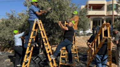 الحملة الوطنية لقطف الزيتون تعتمد نهجا لا مركزيا لإدارة الموسم وتدعو لحماية المزارعين وتمكينهم من جني ثمارهم