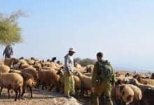 مستوطنون يرعون ماشيتهم في أراضي المواطنين في بيت دقو شمال غرب القدس