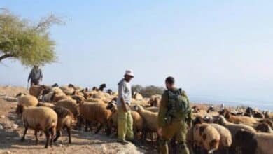 مستوطنون يرعون ماشيتهم في أراضي المواطنين في بيت دقو شمال غرب القدس