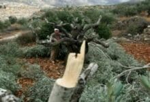 مستوطنون يكسرون عشرات أشجار الزيتون ويسرقون ثمارها غرب سلفيت